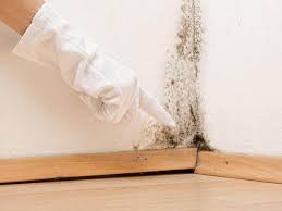 Best Mold Odor Removal Services  in Fayette, MO